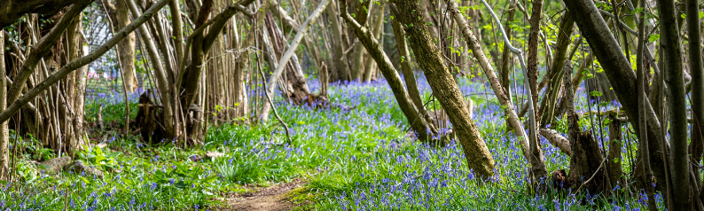 Bluebells